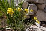 : - Erysimum majellense
