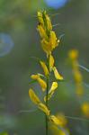 Färber-Ginster - Genista tinctoria