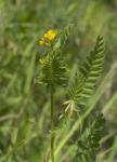 Gelbe Serradella-Ornithopus compressus