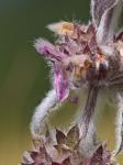 : - Stachys tymphaea