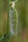 Bastard-Wicke - Vicia hybrida