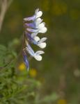 Wald-Wicke - Vicia sylvatica