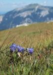 Alpen-Glockenblume - Campanula alpina