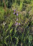 Sibirische Glockenblume - Campanula sibirica