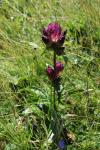 Ungarischer Enzian - Gentiana pannonica