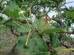: - Tocoyena formosa