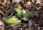 : - Himantoglossum adriaticum