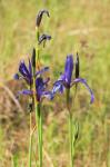 Sibirische Schwertlilie - Iris sibirica