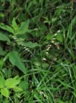 Einblütiges Perlgras - Melica uniflora