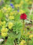 Schmalblätteriger Schwarzständel - Gymnadenia nigra