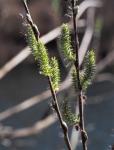 Asch-Weide - Salix cinerea