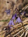 Berg-Alpenglöckchen - Soldanella montana