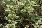 Korsischer Niewurz - Helleborus lividus subsp. corsicus