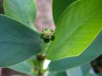 : - Euphorbia celastroides
