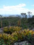 : - Vriesea chapadensis