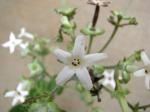 : - Kadua littoralis