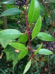 : - Metrosideros tremuloides