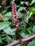 : - Phytolacca sandwicensis