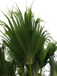 : - Pritchardia remota