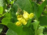 : - Vigna marina