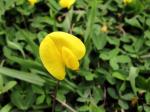 : - Arachis repens