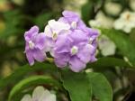 Brunfelsie - Brunfelsia uniflora