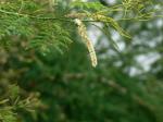 Gerber-Akazie - Acacia catechu