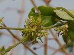 : - Cryptolepis dubia