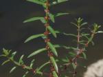 : - Ammannia baccifera