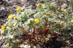 Amur-Adonisröschen - Adonis amurensis