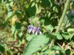 : - Anisomeles indica