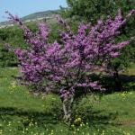 Gewöhnlicher Judasbaum - Cercis siliquastrum