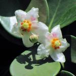 : - Clusia fluminensis