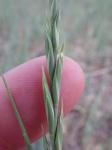 : - Elymus smithii