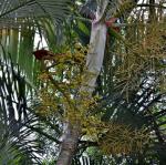Goldfruchtpalme - Dypsis lutescens