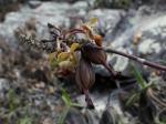: - Epidendrum orchidiflorum