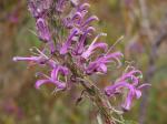 : - Lobelia brasiliensis
