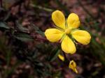 : - Ludwigia leptocarpa