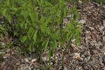 Kanadische Strauch-Nessel - Laportea canadensis