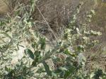: - Atriplex gardneri