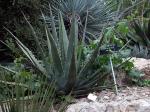 : - Agave kerchovei
