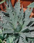 : - Agave utahensis subsp. utahensis