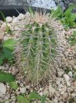 : - Carnegia gigantea