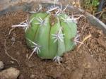 Königin der Nacht - Echinopsis eyriesii