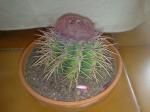 : - Melocactus bahiensis