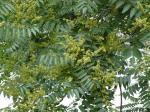 Waschnussbaum - Sapindus mukorossi