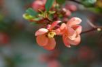 Japanische Zierquitte - Chaenomeles japonica