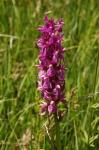 Blutrotes Knabenkraut - Dactylorhiza incarnata subsp. cruenta