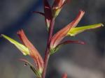: - Castilleja linariifolia