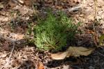 : - Ipomopsis aggregata